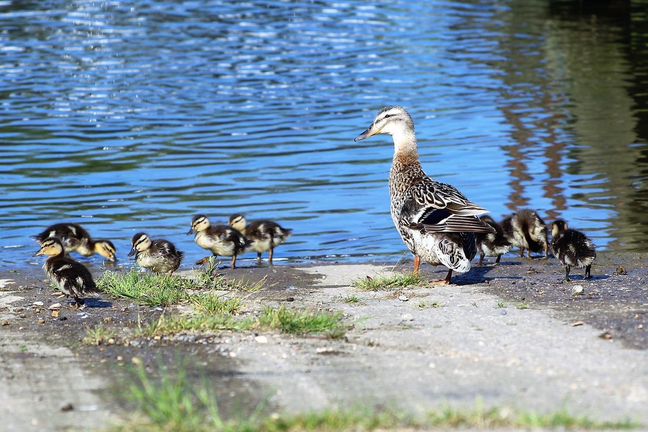 DogdykeWaterside Escapes公寓 外观 照片